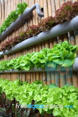 Salad Garden Stock Photo