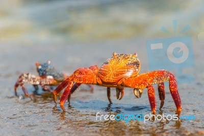 Sally Lightfoot Crab On Galapagos Islands Stock Photo