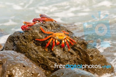 Sally Lightfoot Crab On Galapagos Islands Stock Photo