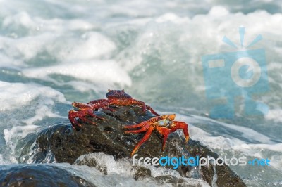 Sally Lightfoot Crab On Galapagos Islands Stock Photo