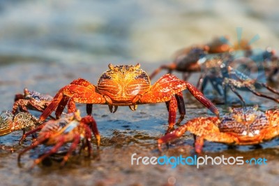 Sally Lightfoot Crab On Galapagos Islands Stock Photo