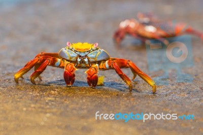 Sally Lightfoot Crab On Galapagos Islands Stock Photo