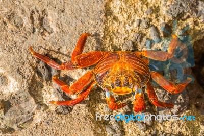 Sally Lightfoot Crab On Galapagos Islands Stock Photo