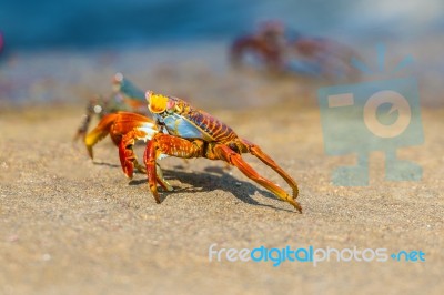 Sally Lightfoot Crab On Galapagos Islands Stock Photo