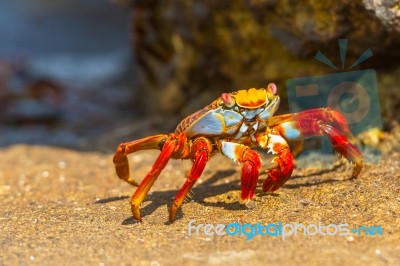 Sally Lightfoot Crab On Galapagos Islands Stock Photo