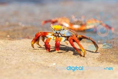 Sally Lightfoot Crab On Galapagos Islands Stock Photo