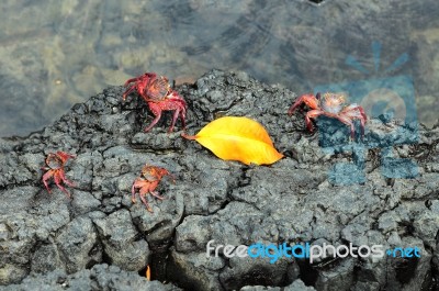 Sally Lightfoot Crab Ore Red Cliff Crab From Galapagos Islands, Stock Photo