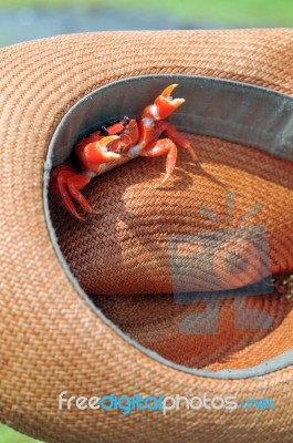 Sally Lightfoot Crab Ore Red Cliff Crab From Galapagos Islands S… Stock Photo