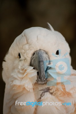 Salmon-crested Cockatoo Stock Photo