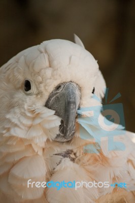 Salmon-crested Cockatoo Stock Photo