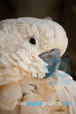 Salmon-crested Cockatoo Stock Photo