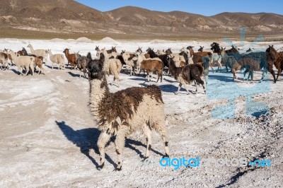 Salt Lake - Salar De Uyuni In Bolivia Stock Photo