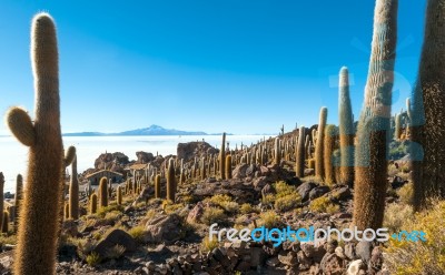 Salt Lake Uyuni In Bolivia Stock Photo