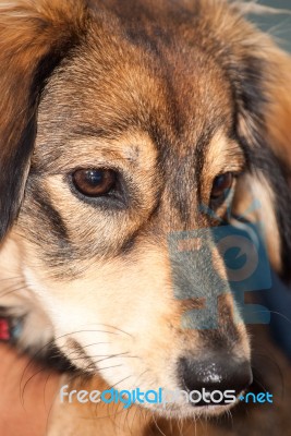 Saluki Cross Breed Full Frame Face Stock Photo