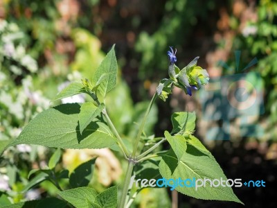 Salvia Hybrid Just Beginning To Flower Stock Photo