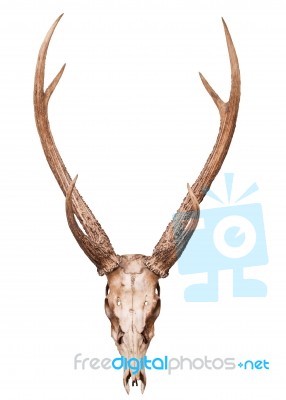 Samba Deer Skull Horn Isolated On White Backgorund Stock Photo