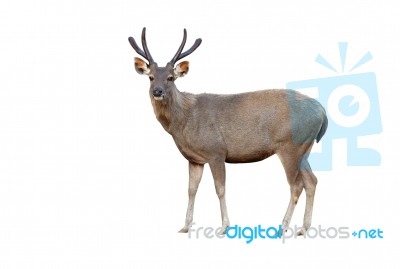 Sambar Deer Isolated Stock Photo