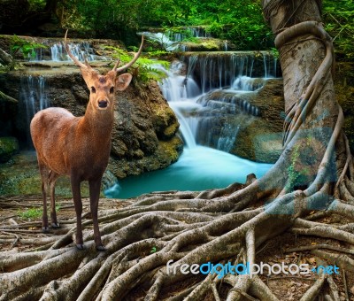 Sambar Deer Standing Beside Bayan Tree Root In Front Of Lime Stone Water Falls At Deep And Purity Forest Use For Wild Life In Nature Theme Stock Photo