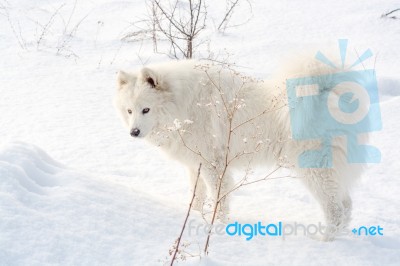 Samoyed White Dog On Snow Stock Photo