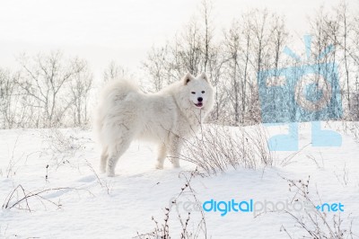 Samoyed White Dog On Snow Stock Photo