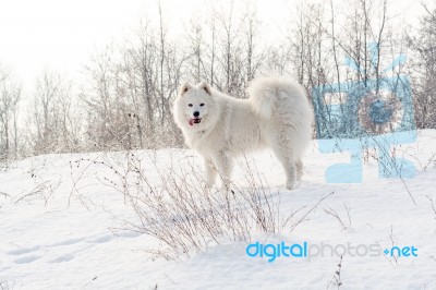 Samoyed White Dog On Snow Stock Photo