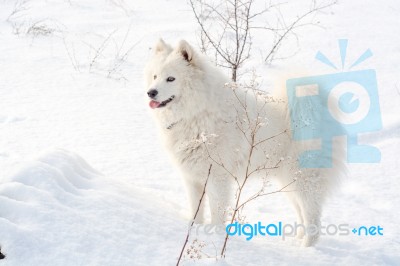 Samoyed White Dog On Snow Stock Photo