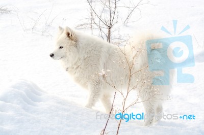 Samoyed White Dog On Snow Stock Photo