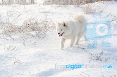 Samoyed White Dog On Snow Stock Photo