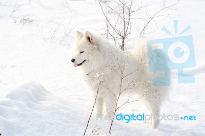 Samoyed White Dog On Snow Stock Photo