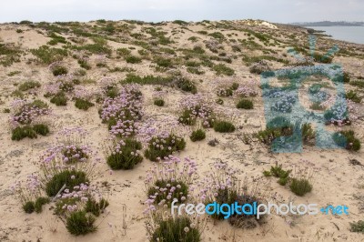 Sand Dune Vegetation Stock Photo