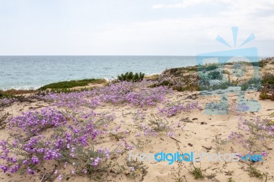 Sand Dune Vegetation Stock Photo