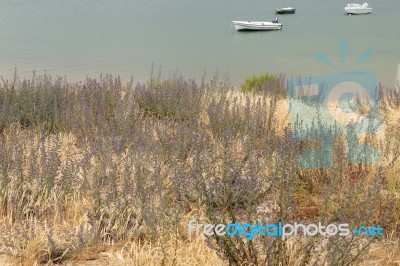 Sand Dune Vegetation Stock Photo