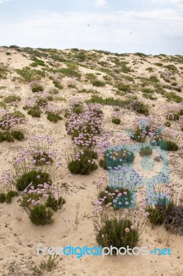 Sand Dune Vegetation Stock Photo