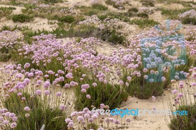 Sand Dune Vegetation Stock Photo