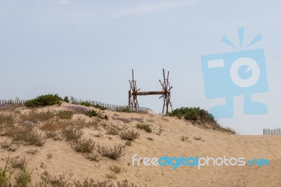 Sand Dune Vegetation Stock Photo