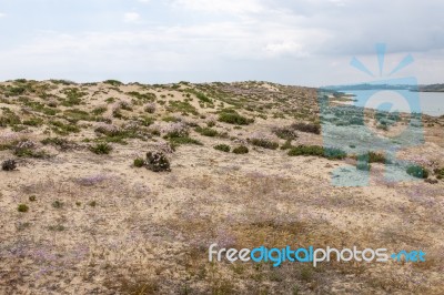 Sand Dune Vegetation Stock Photo