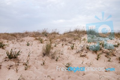 Sand Dunes With Vegetation Stock Photo