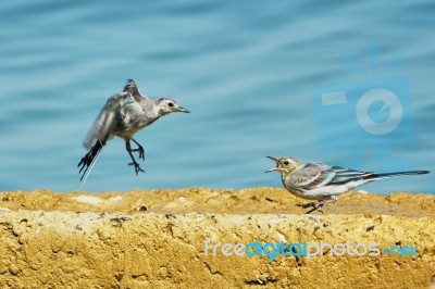 Sand Martins Stock Photo