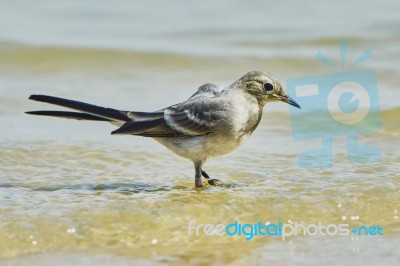 Sand Martins Stock Photo