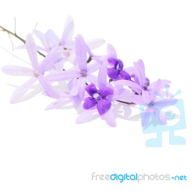 Sandpaper Vine Stock Photo