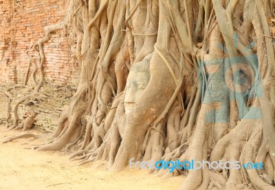 Sandstone Buddha Head Covered Tree Root Stock Photo