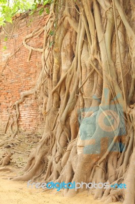 Sandstone Buddha Head Covered Tree Root Near Brick Wall Stock Photo