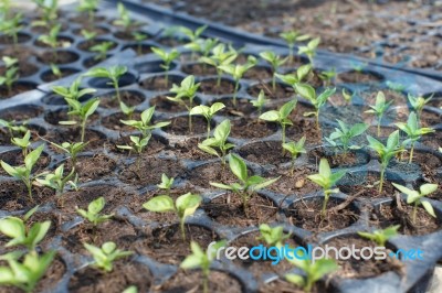 Sapling Stock Photo