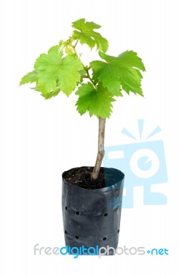 Sapling Grape Isolated On The White Background Stock Photo