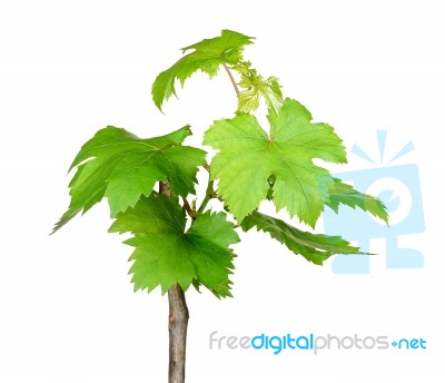 Sapling Grape Isolated On The White Background Stock Photo