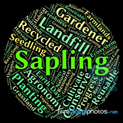 Sapling Word Means Tree Trunk And Cultivate Stock Image