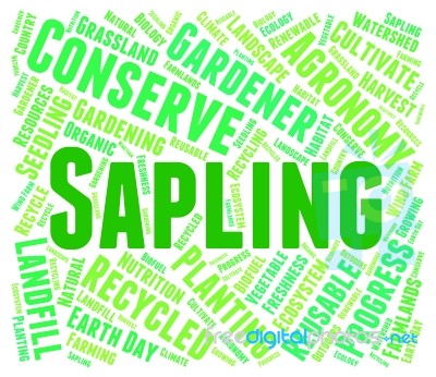 Sapling Word Representing Tree Trunk And Text Stock Image