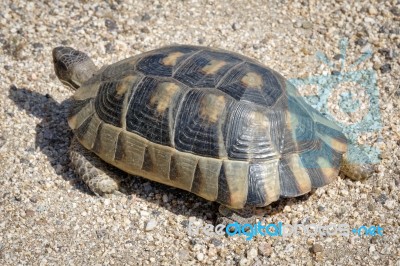 Sardinian Marginated Tortoise (testudo Marginata) Stock Photo