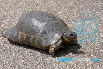 Sardinian Marginated Tortoise (testudo Marginata) Stock Photo