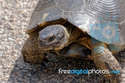 Sardinian Marginated Tortoise (testudo Marginata) Stock Photo